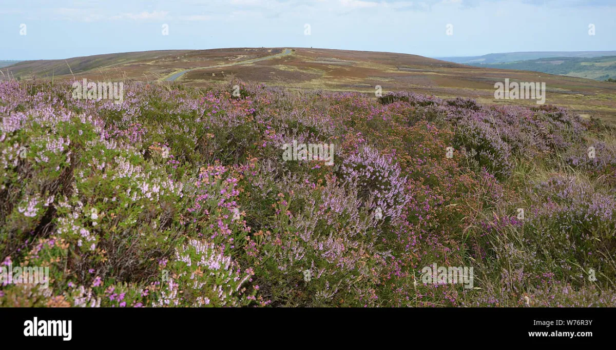 Yorkshire moors